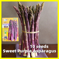Sweet Purple Asparagus Seed หน่อไม้ฝรั่งม่วง เมล็ดพันธุ์ - 10เมล็ด/ซอง อัตรางอกสูง Heirloom Asparagus Vegetable Seeds for Gardening Vegetable Plants Seeds for Planting เมล็ดพันธุ์ผัก เมล็ดหน่อไม้ฝรั่ง หน่อไม้ฝรั่ง เมล็ดบอนไรหรา ต้นไม้ พันธุ์ผลไม้ บอนสี