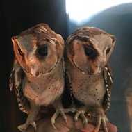 burung hantu anakan / burhan