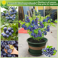 เมล็ดพันธุ์ บลูเบอร์รี่ ต้นบลูเบอร์รี่ บรรจุ 30 เมล็ด Blueberry Seeds Fruit Seeds for Planting เมล็ดพันธุ์ผลไม้ ต้นผลไม้ ต้นไม้แคระ พันธุ์ไม้ผล บอนไซ ต้นไม้มงคล ต้นไม้กินผล ต้นพันธุ์ผลไม้ ต้นบอนสี เมล็ดผลไม้ ผักสวนครัว ผลไม้อร่อย ปลูกง่าย ปลูกได้ทั่วไทย