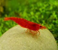 Bloody Mary shrimp neocaridina shrimp x 5 pcs by [3k Aquatic]