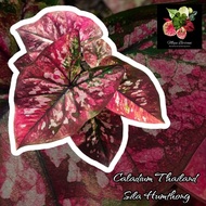 Caladium Thailand / Keladi Thailand: Sila Humthong