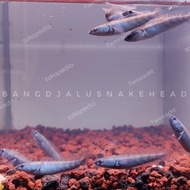 Channa RED BARITO 8-9-10 Cm Asli Barito Grade A+