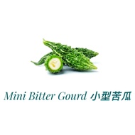 Fresh Mini Bitter Gourd | Peria Katak | 小型苦瓜 (300g +/-) | Fresh Vegetable From Farm Sayur Segar