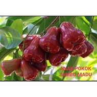 pokok jambu madu hybrid anak pokok