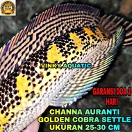 CHANNA AURANTI GOLDEN COBRA SETTLE 25-30 CM