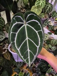 水晶花燭