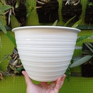 Wasp Pot 21 cm 21cm White Pot Honey Pot MDN Pot