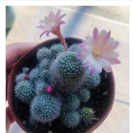 รีบูเทีย (Rebutia) แคคตัส สายดอก ฟอร์มกอ ส่งต้นพร้อมกระถาง