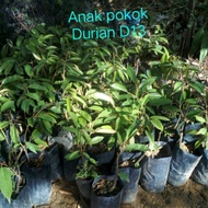 Anak pokok Durian D13