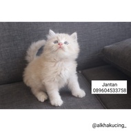 kucing kitten persia maincone himalaya