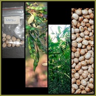 ▤ ♙ ◱ kadyos / kardis /pigeon pea (homegardening)