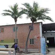 Coconut Tree Landscaping Hainan Artificial Tropical Garden Landscape Tree Coconut Tree Decoration Be