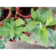 Pokok Cekur / Cekur Ulam