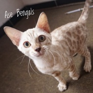 kucing bengal snow