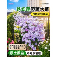 Double Petal Reflection Climbing Vine Clematis Large Seedling Utopia Courtyard Green Plant Flowers O
