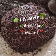 ไส้เดือนตกปลาไส้เดือนaf