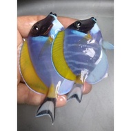 BOTANA BIRU / BOBI ALL SIZE - IKAN HIAS AIR LAUT