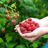 20 pcs Raspberry Seed Ready Stock 红霉种子现货