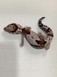 AFT African Fat Tailed Gecko