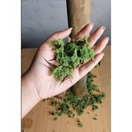 Azolla Bamboo Seedlings Ready to Fight, Long-Lasting Travel | Fish, Duck & Chicken Feed | Suitable f