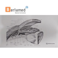 MATA Eye Anatomy Eye Anatomy Drawing/