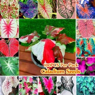 100 Seeds Mixed 17 Colors Caladium Seeds Caladium Plant Bonsai Rare Flower Seeds Ornamental Water Plant Others Indoor