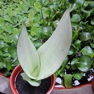 Rare White Sansevieria / Moonshine White Snake Plant 白虎尾兰/月光虎尾兰 (Varieties)