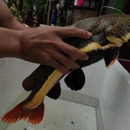 Red Tail Catfish RTC Jumbo