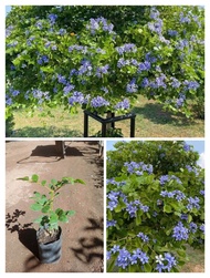 ต้นแก้วเจ้าจอม 🌱 สูง 25-30 เซนติเมตร 🌱1 ต้น 139 บาท