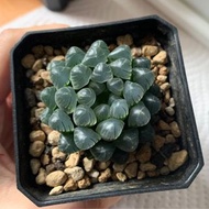 多肉植物 十二卷 冰燈