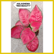 ✆ ✹ ✜ AGLAONEMA "RED BEAUTY" (LIVE PLANT)