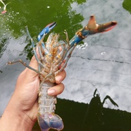 Lobster air tawar konsumsi Jumbo 50gram+ (5inci up)
