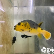 NEW Ikan Hias Air Laut Buntal Anjing Yellow Belly Dogfish Pufferfish