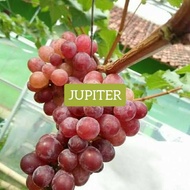 Anak pokok anggur Jupiter 1pc