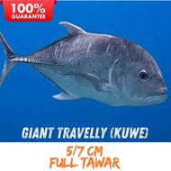 BIBIT IKAN GIANT TRAVELLY
