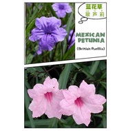 Keratan Pokok Bunga Mexican Petunia Ruellia ( Purple &amp; Pink)/ Keratan berakar &amp; tanpa akar