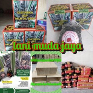 Bibit Benih Polong Kecambah Kelapa Sawit unggul varietas COSTARIKA DxP MALAYSIA isi 250 butir