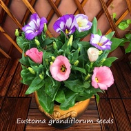 Ready Stock 300PCS Multicolor Eustoma Lisianthus Flower Eustoma Grandiflorum Outdoor Plants Garden P