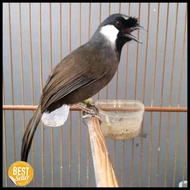 Burung Poksay Hongkong Dewasa Sehat Pilihan Terbaru