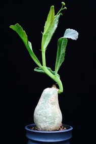 (#354) 納米比亞葡萄甕	Cyphostemma Bainesii / 塊根植物 Caudex / 另售象牙宮、龜甲龍、索馬里葡萄甕、念珠橄欖