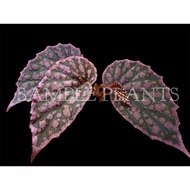 【HIDINGNATURE】 Begonia blueglass（hybird begonia）terrarium plants