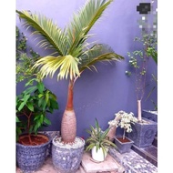 MERAH Red Palm Tree Ornamental Plant Red Bottle Palm Tree