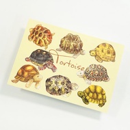 【陸龜先生】水彩插畫 自然圖鑑明信片 手帳 爬蟲 蘇卡達 烏龜