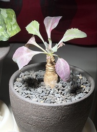 紫背 美尻厚敦菊 塊根植物 多肉植物 Succulent Plant