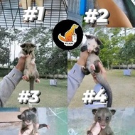 musang pandan mozaik Berkualitas