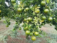 Pokok Hidup Limau Madu Hybrid