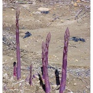 เมล็ด หน่อไม้ฝรั่ง สีม่วง พันธุ์ ไวโอแลตดี ( purple asparagus F1 ) บรรจุ 5 เมล็ด