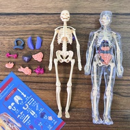 Human Body Anatomy Science Body Puzzle Human Body Anatomy Human Body Science Classroom Demonstration
