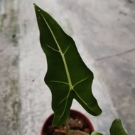 Alocasia sarian.....