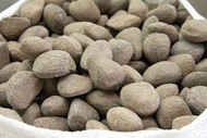 PICUNG/KLUWEK BUAH KEPAYANG MENTAH 1 KG BERSIH